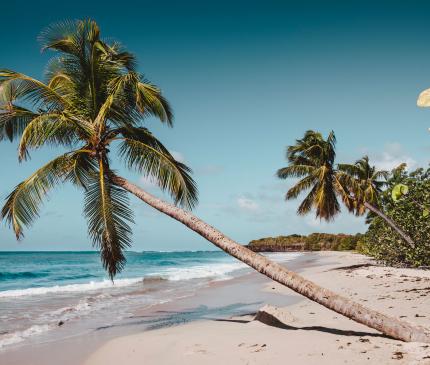 Les Hauts du Cap - Martinique - Plage